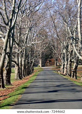Tree lined driveway in winter