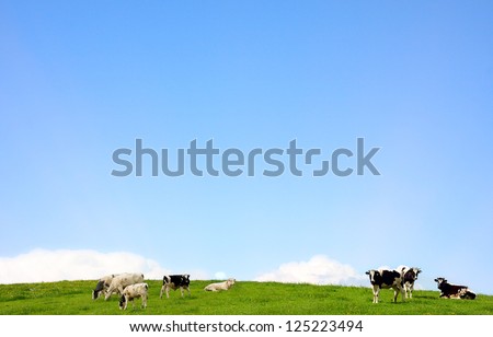cows standing on a pasture and blue clear sky
