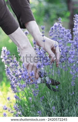 Similar – Image, Stock Photo #A# Lavender in garden II