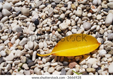 yellow rubber plant leaf lying on a wet pebble