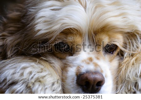 close up of sleepy cocker spaniel with head on it`s arms