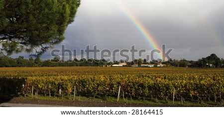 french autumn vineyard at the overcast weather with a pine-tree in the foreground and with rainbow