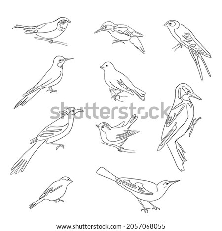 Birds set drawings, continuous line illustration. Different species, linear ink art.