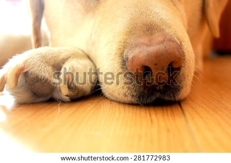 dog labrador nose truffle portrait smell power