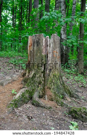 An old stump