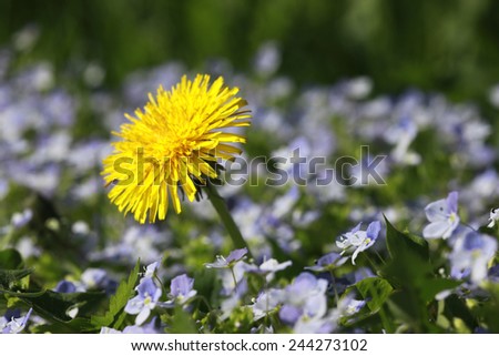 Yellow dandelion flower on the background of a field of purple flowers of Snowdrops
