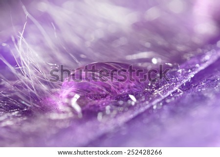 Abstraction. Dew drop inside of the flower (Pasqueflower, dream herb)