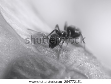 Black and white photo of forest ant closeup