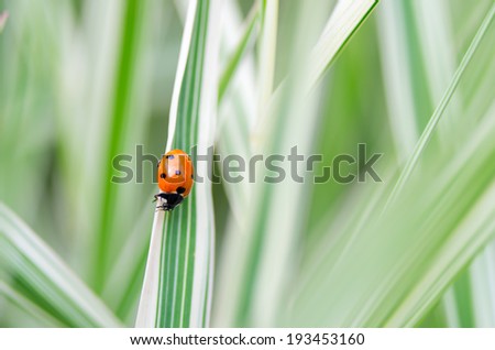 ladybug sitting on the blade of grass. Natural composition