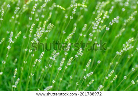 The composition of the green shoots of lavender. natural composition