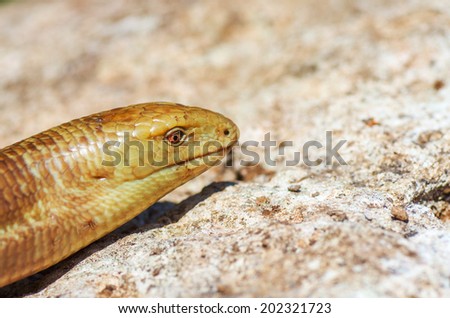 Portrait of a snake on stone background. Pseudopus apodus. Horizontal composition