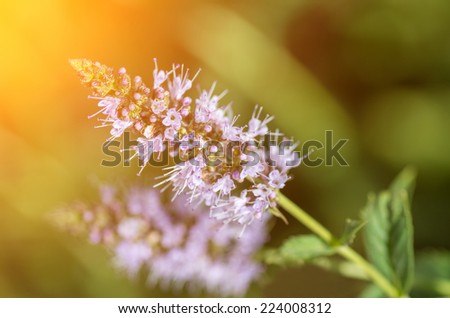 Blooming mint on the background of the sun\'s rays. natural composition