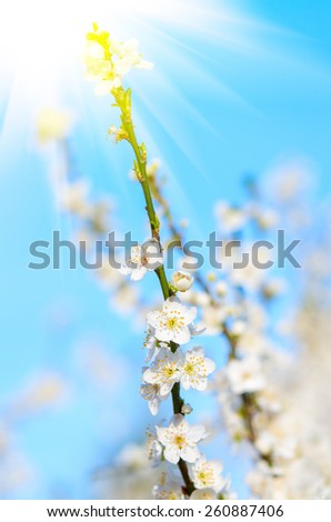 Plum branch with flowers reaching for the sun\'s rays. natural composition