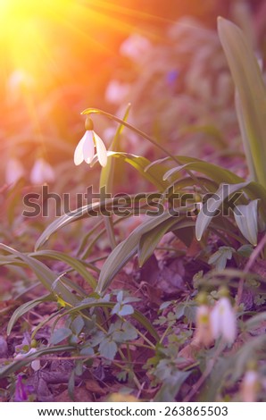 Lonely snowdrop flower reaches for a sun and a sunbeam in the morning. natural composition