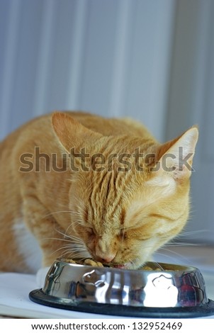 Red tabby cat eating food