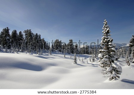 winter landscape trees under snow after snow-storm