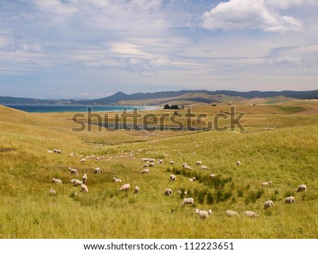 Sheep farm in hilly rural landscape along the coast