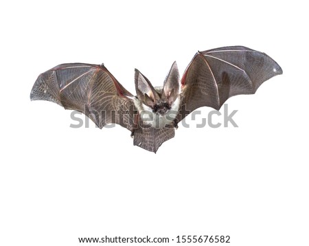 Flying bat isolated on black background. The grey long-eared bat (Plecotus austriacus) is a fairly large European bat. It has distinctive ears, long and with a distinctive fold. It hunt above woodland