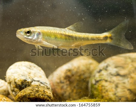 Eurasian minnow (Phoxinus phoxinus) is a Small Fish Carp Family Member living in fast flowing rivers in Eurasia