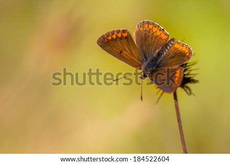 Brown Butterfly with Orange Dots on Brown Grass with Green Background