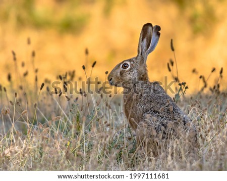 Lepus. Wild European brown hare (lepus europeus) Close-Up On orange Background. Wild Hare With Yellow Eyes, Eating Clover in Grass Under The Morning Sun. Muzzle Of European Brown Hare Among Flowering