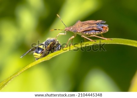 Heteroptera with wasp prey. This insect is a true predatory beetle preying on other insects. Wildlife scene in nature of Europe. Netherlands. Photo stock © 