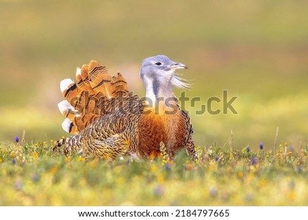 Similar – Image, Stock Photo Eine Wiese mit blühenden Kamillenblüten im Sonnenlicht.Der Fokus liegt auf einer einzelnen Blüte innerhalb der Wiese.