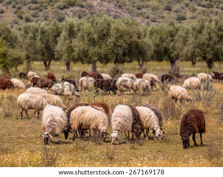 Herd of black and white sheep grazing in dehesa like olive grove on Lesbos island, Greece