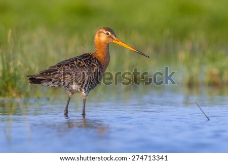Black-tailed Godwit (Limosa limosa) one of the wader bird target species in dutch nature protection projects