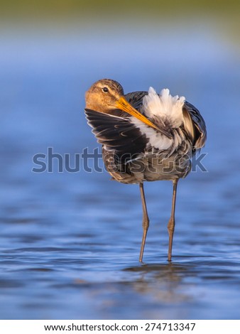 Black-tailed Godwit (Limosa limosa) cleaning its tail feathers while standing in shallow water