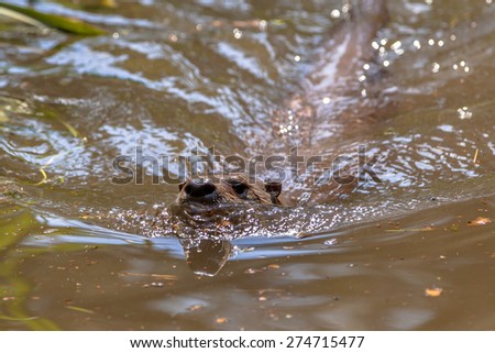 Head of a European Otter (lutra lutra) swimming in a river and looking for fish to feed on