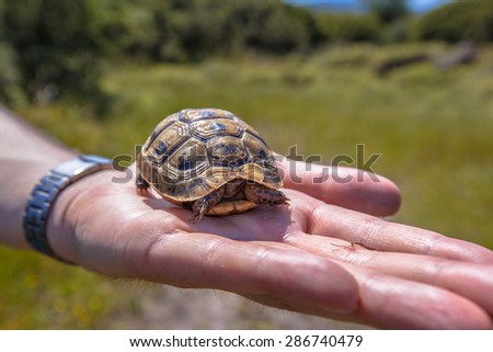Spur-thighed tortoise or Greek tortoise (Testudo graeca) hiding in its shell because it is lifted up on the hand of a herpetologist researcher