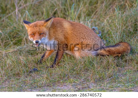 Image of an aggressive red fox ready to attack. This vicious wild animal of the wilderness. Shred looking in the camera. Eye to eye with a dodgy vulpine. One of the most grace wood inhabitants