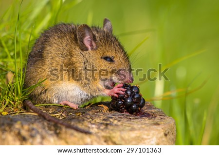 Wild field mouse (Apodemus sylvaticus) eating a blackberry on a log with green background