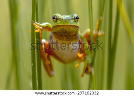 European tree frog (Hyla arborea) climbing in common rush (juncus effusus) looking in the camera