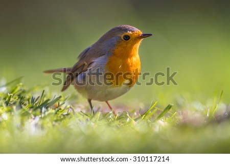 A red robin (Erithacus rubecula) foraging in grass on a lawn in an ecological garden
