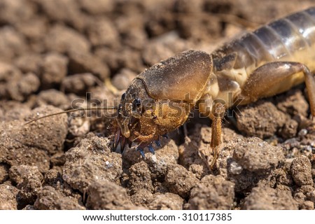 The head of a European mole cricket (Gryllotalpa gryllotalpa)