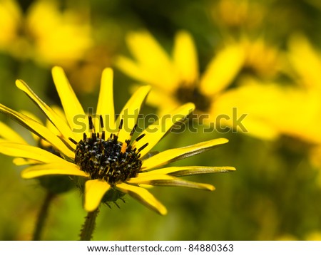 close up of a group of beautiful south african yellow flowers of Cape weed (Arctotheca calendula)