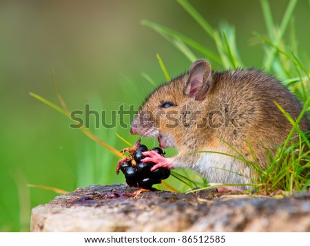 Fruit eating wild mouse on log side view
