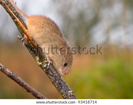 Harvest mouse is running along a branch