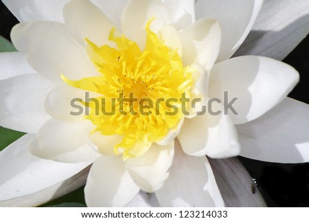 Symmetric white water lily flower
