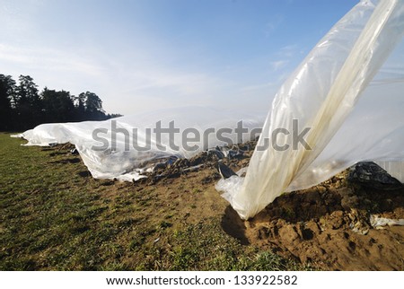 Field for growing vegetables covered by a plastic foil