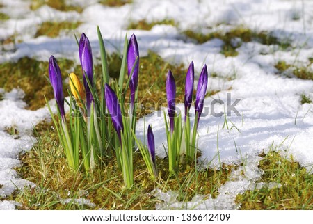 Spring is arriving - crocus bud in the snow