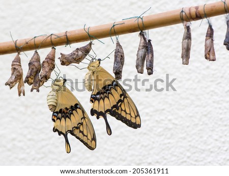 Swallowtail butterflies and their cocoons
