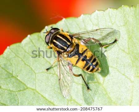 Macro of a black and yellow fly o a green leaf
