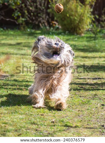 Male tibetan terrier dog catching a ball
