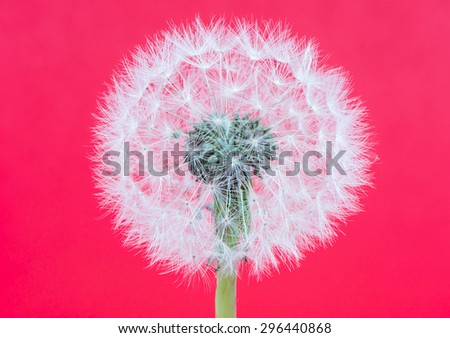 Abstact blowball - dandelion seeds on red background