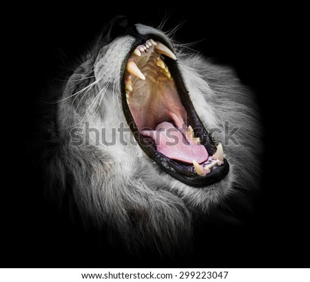 Black and white Portrait of  a wild roaring lion