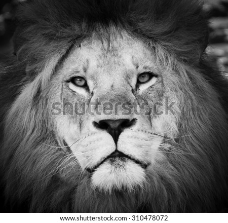 Black and white Portrait of  a male lion
