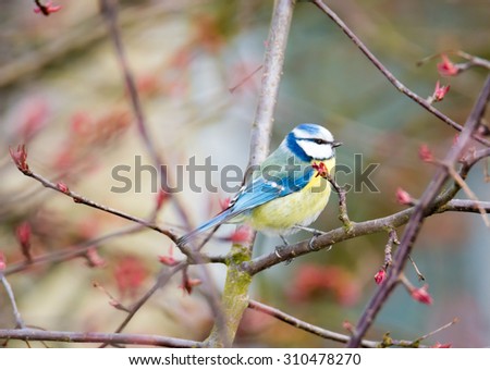Blue tit bird sitting on the twig of a tree